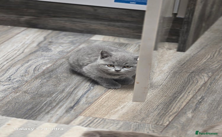 British Shorthair cats - Advert 7