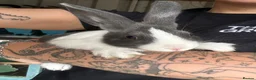 Dutch rabbits for sale: Beautiful Baby Dutch Bunnies Blue, Black & Ginger  - Advert 3