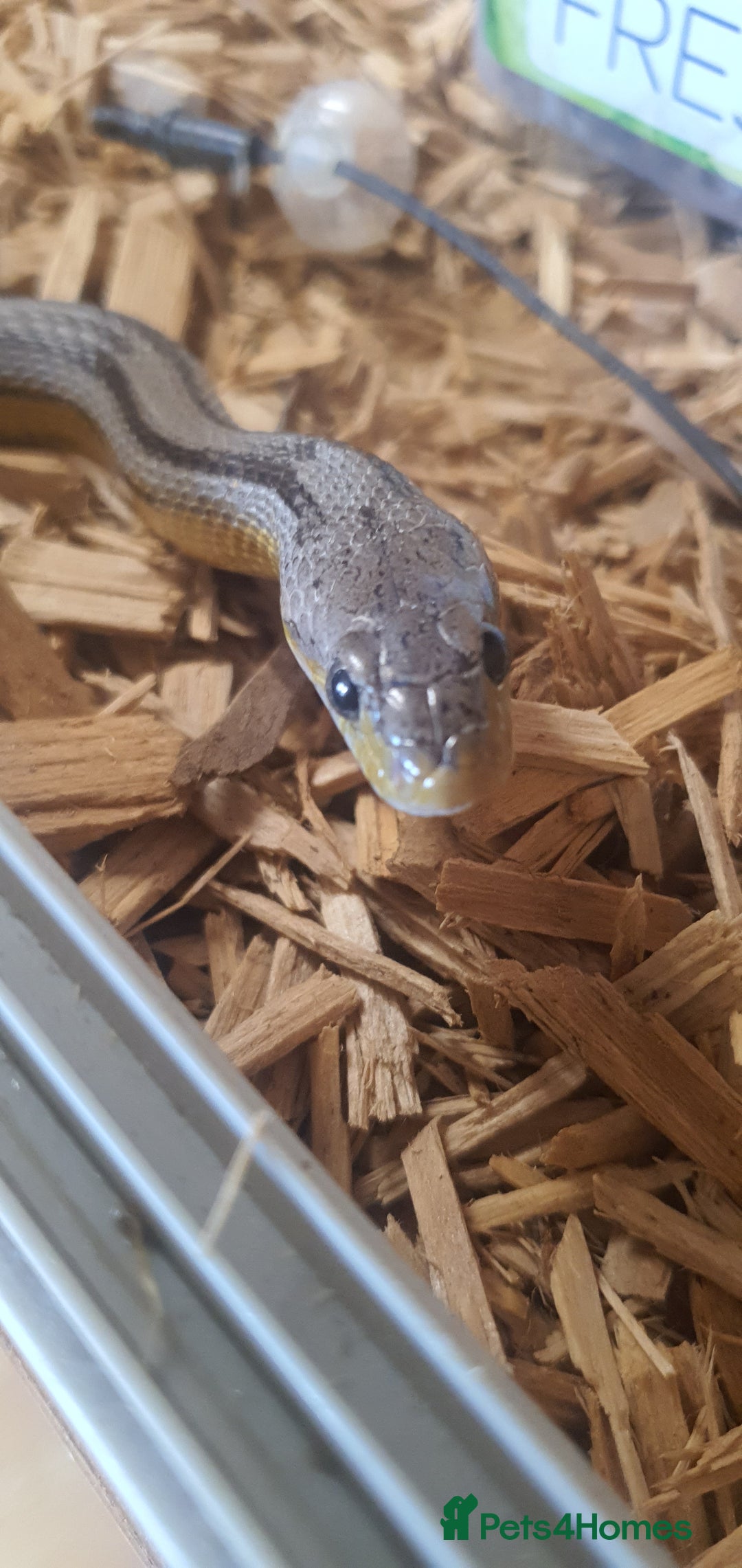 Corn Snake reptiles for sale: 2 corn snakes and vivaruims, complete set up. - Image 1