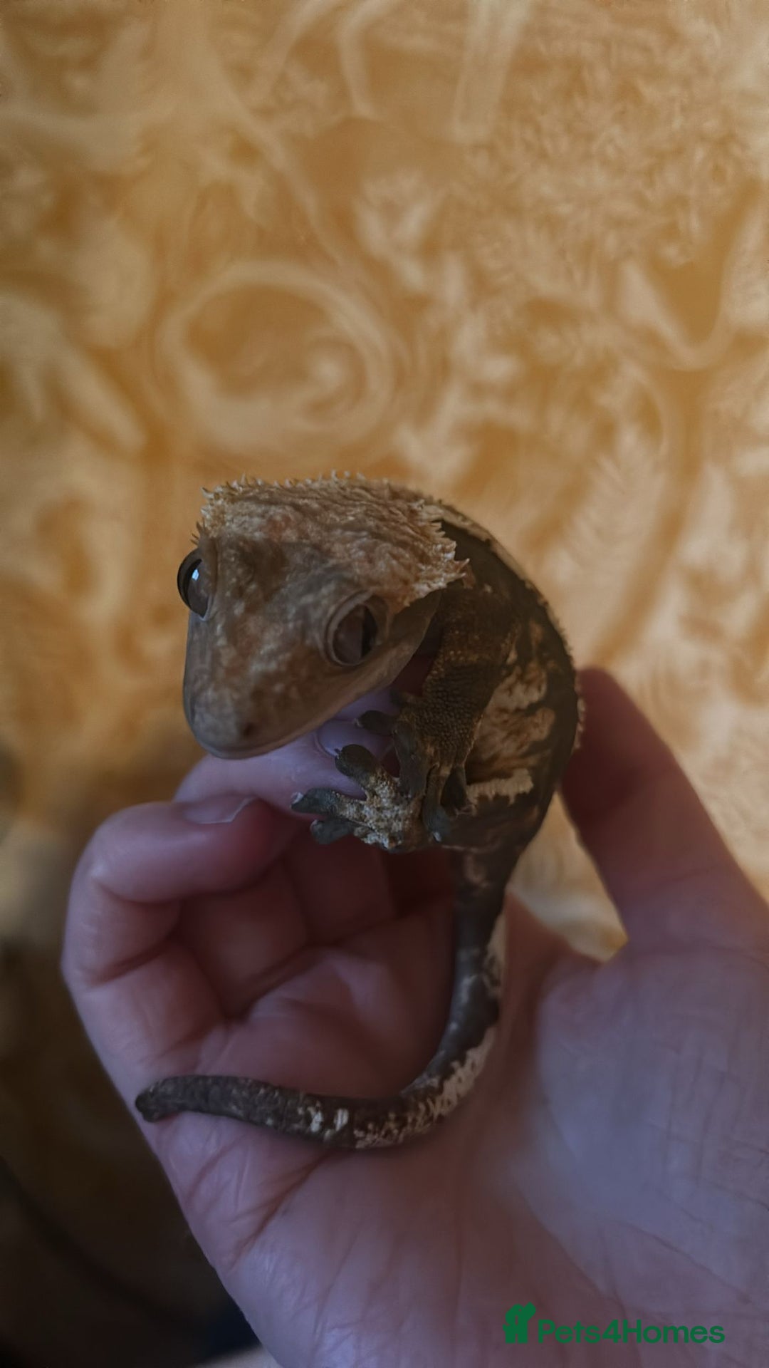 Gecko reptiles for sale: Crested gecko  - Advert 1