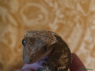 Gecko reptiles Crested gecko - Advert 1