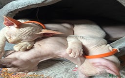 Sphynx cats for sale: Sphynx girls beautiful loving babies - Image 12