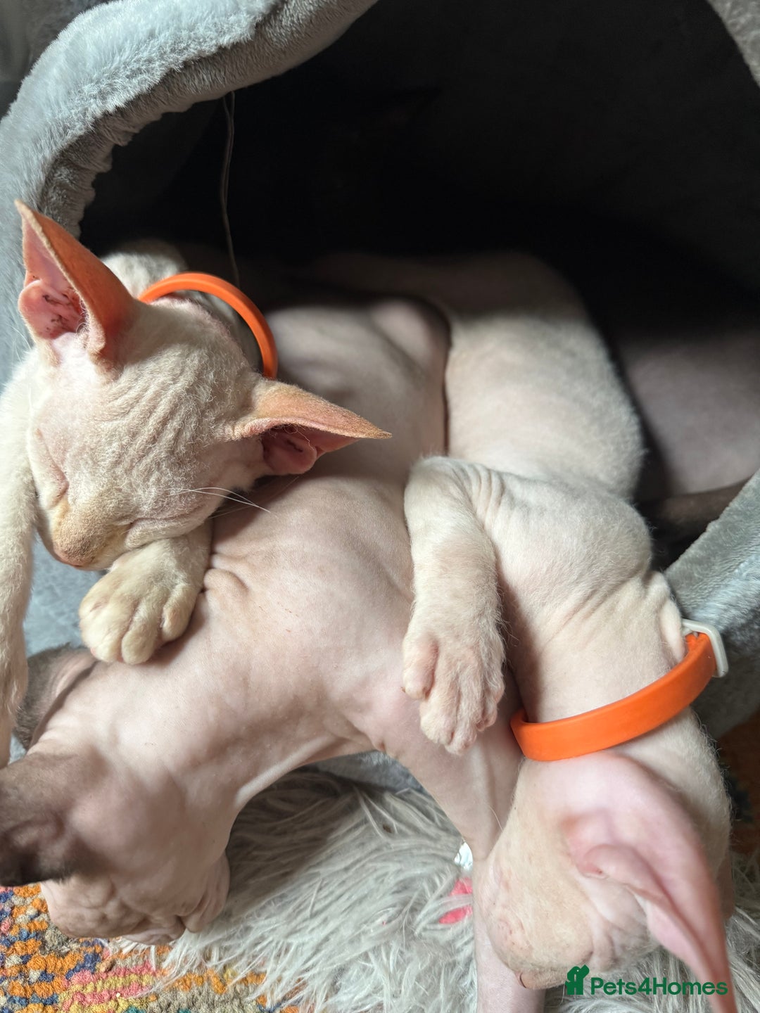 Sphynx cats for sale: Sphynx girls beautiful loving babies - Image 12
