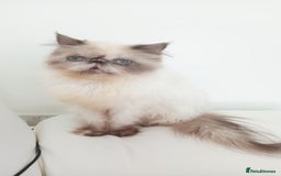 Persian cats for sale: Persian girl rehoming  - Image 8