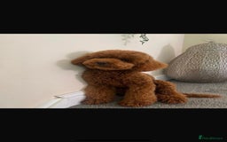 Cavapoo dogs for sale: Extensively health tested toy cavapoo puppies - Image 10