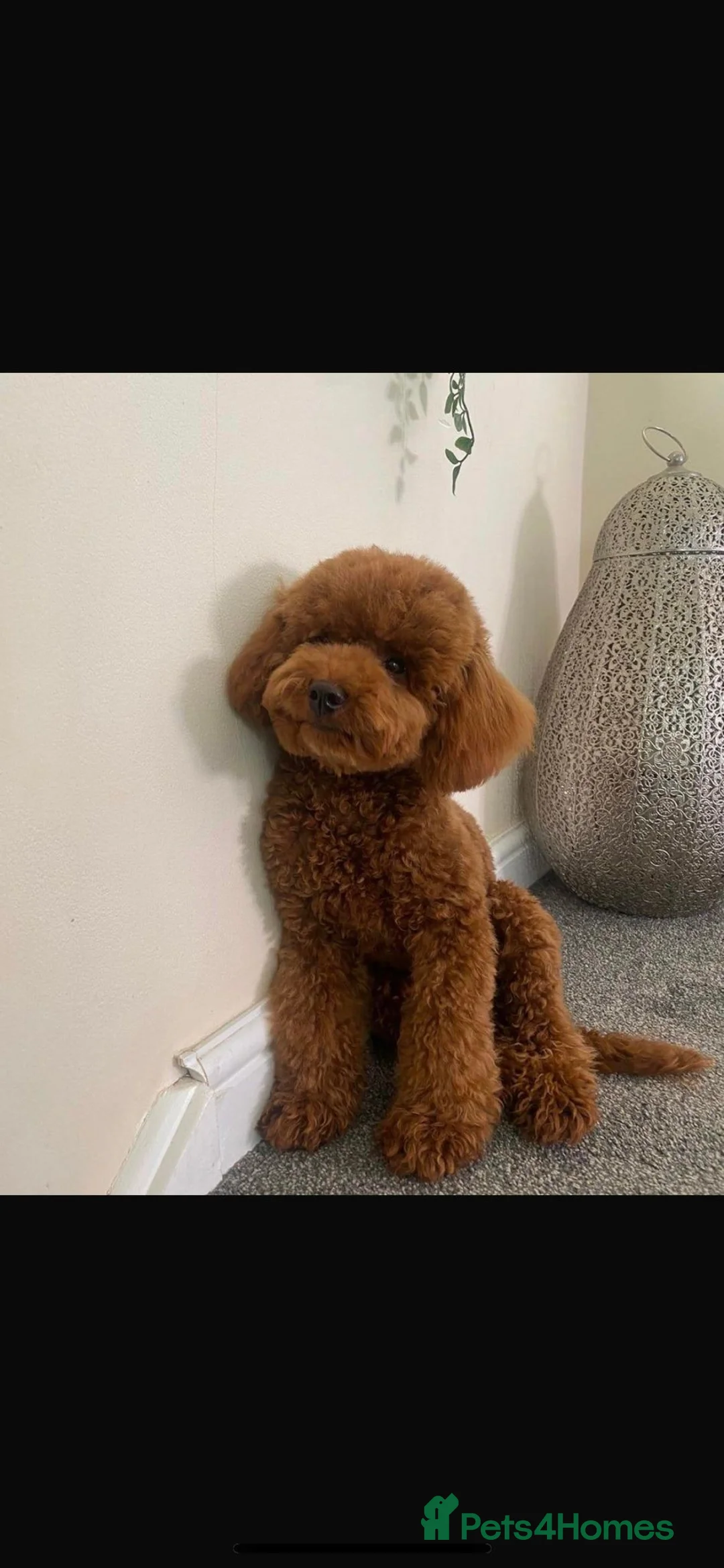 Cavapoo dogs for sale: Extensively DNA health tested and trained girl   - Advert 33