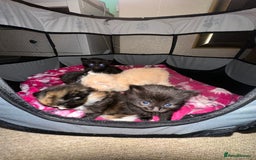 Ragdoll cats for sale: Ragdoll x Russian blue kittens  - Image 5