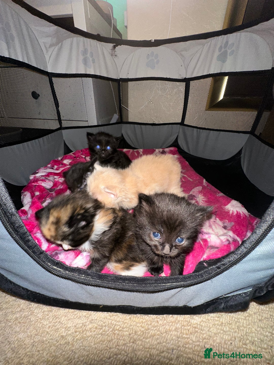 Ragdoll cats for sale: Ragdoll x Russian blue kittens  - Image 5