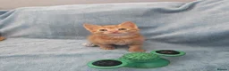 Mixed Breed cats for sale: Beautiful Kittens Videos in Barnsley - Advert 28