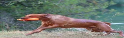 Labrador Retriever dogs for stud: *PROVEN* Autumnsoak Delphinium Bryn Hips 0/0 - Advert 3