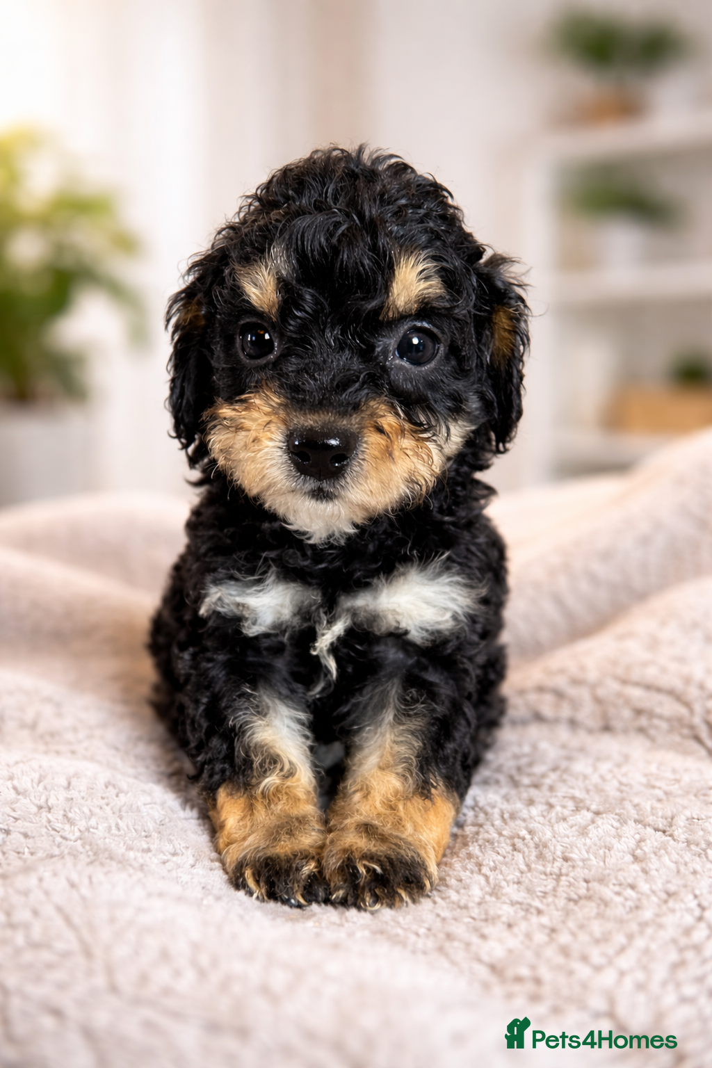 Cockapoo dogs Beautiful Merle Cockapoo puppies  - Advert 1