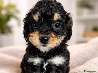 Cockapoo dogs Beautiful Merle Cockapoo puppies - Advert 1