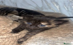 British Longhair cats for sale: 2  black and ginger girls  - Image 6