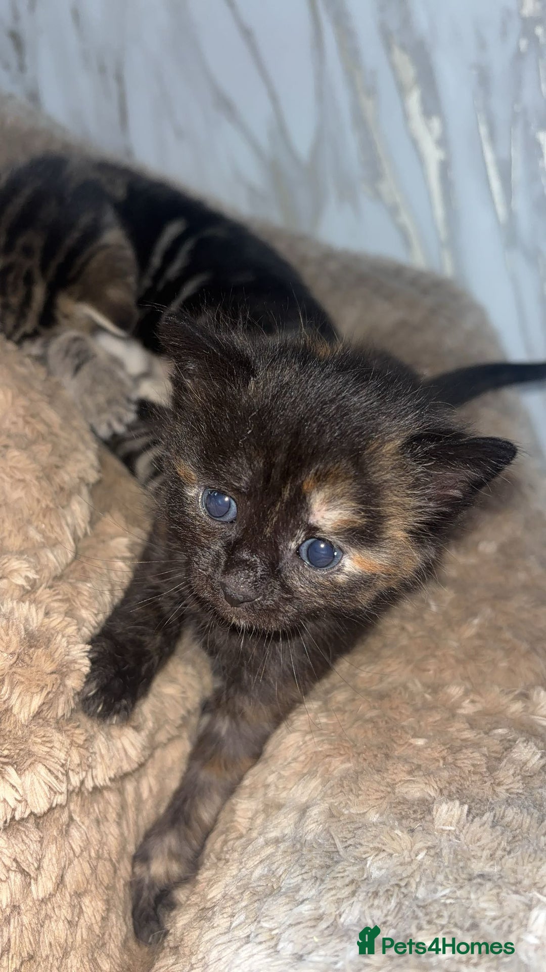 British Longhair cats for sale: 2  black and ginger girls  - Image 6