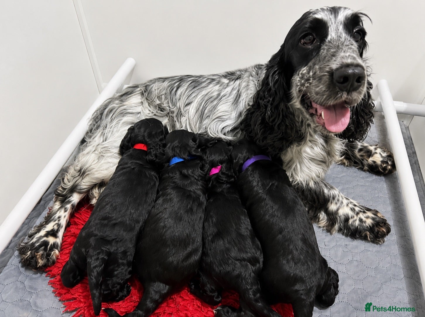 Cockapoo dogs F1 health tested from ethical breeder  - Advert 3