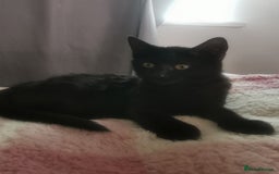 Bombay cats for sale: 6 beautiful Bombay kittens  - Image 4