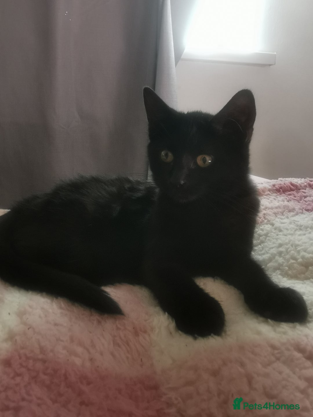 Bombay cats for sale: 6 beautiful Bombay kittens  - Image 4