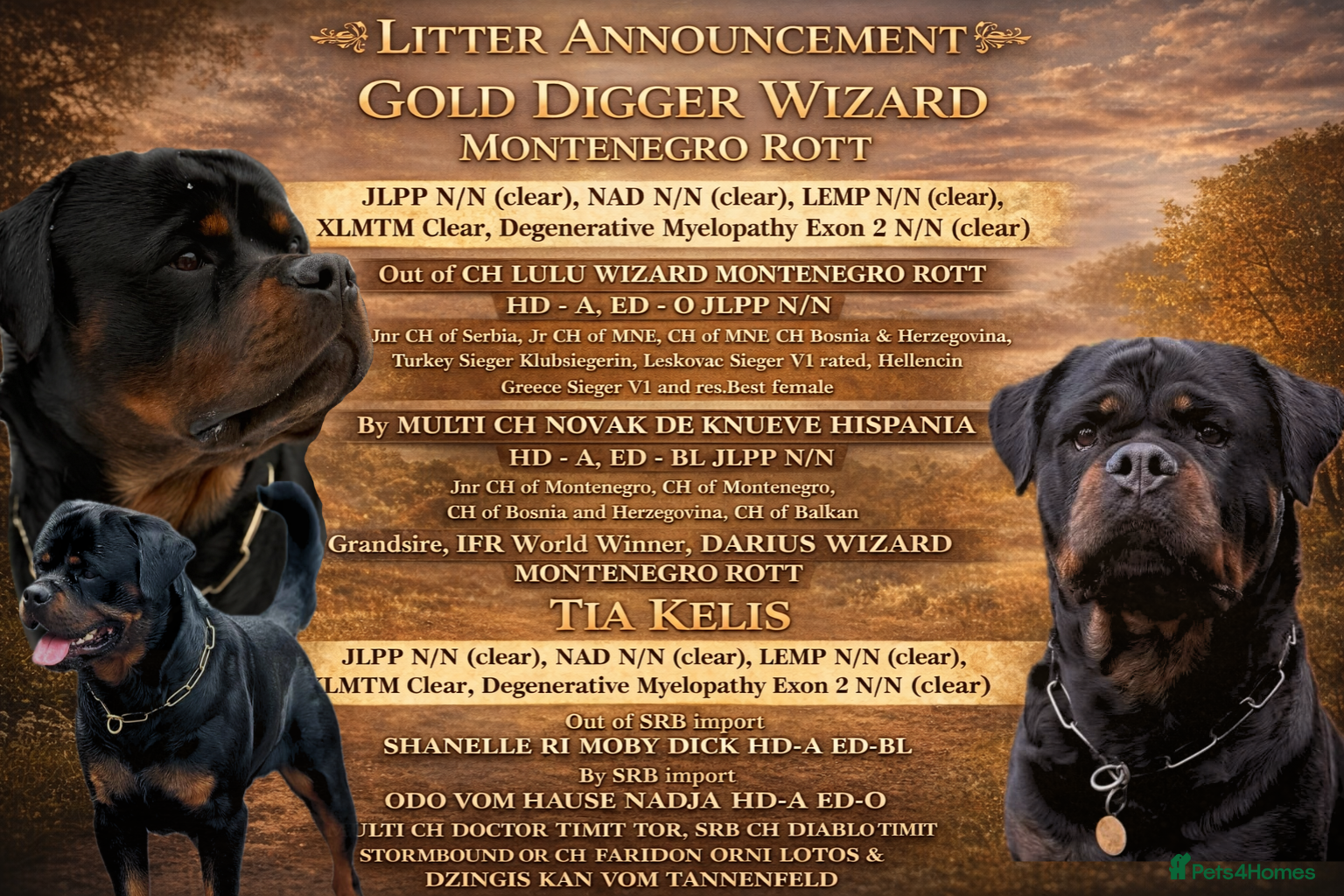 Rottweiler dogs  Rottweiler puppies - Ready start of June  - Advert 13