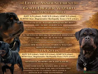 Rottweiler dogs Rottweiler puppies - Ready start of June - Advert 14