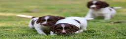 English Springer Spaniel dogs for sale: Kc registered English springer spaniel pups - Advert 6