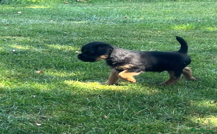 Border Terrier dogs - Advert 1