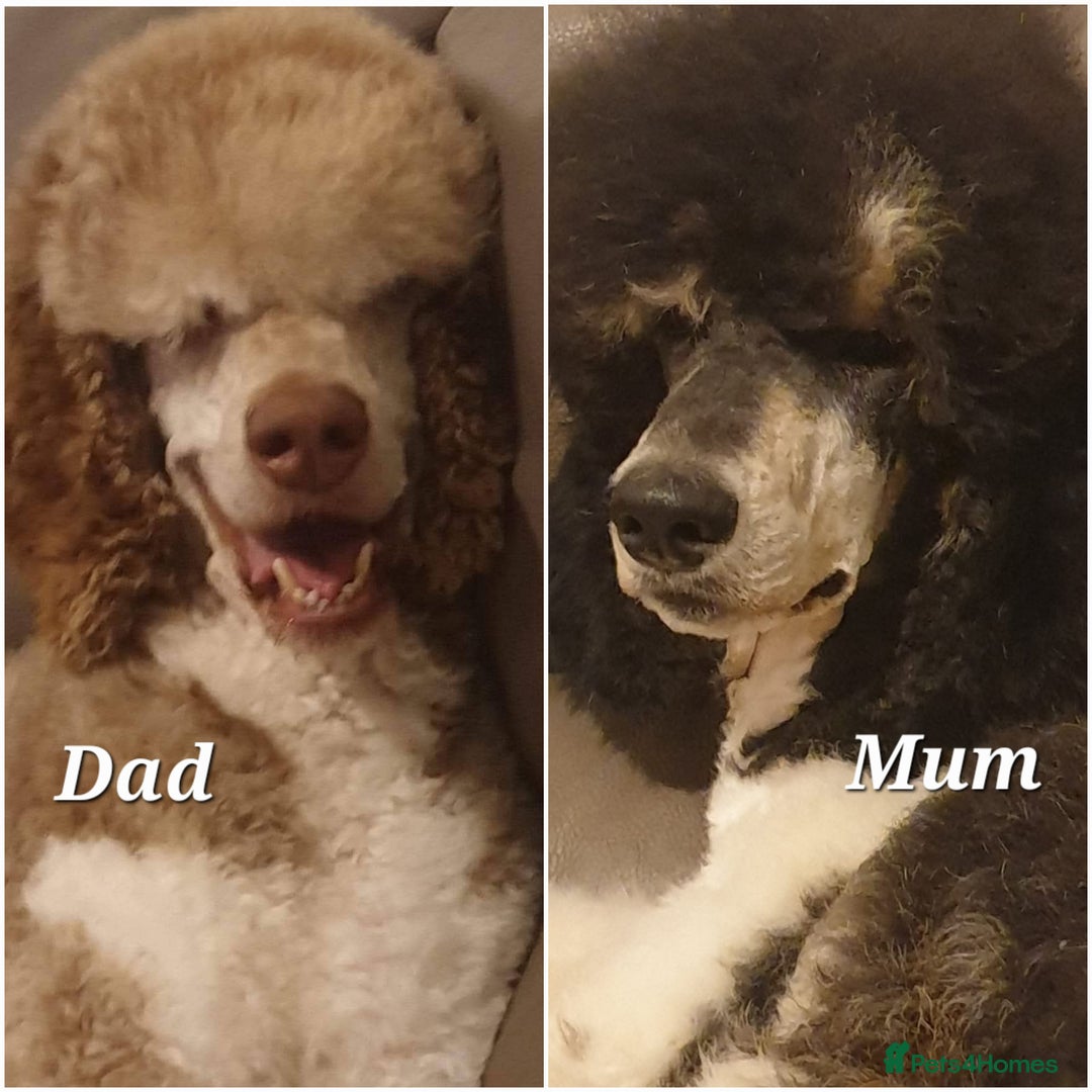 Standard Poodle dogs for sale: Beautiful KC registered parti tris - Advert 4
