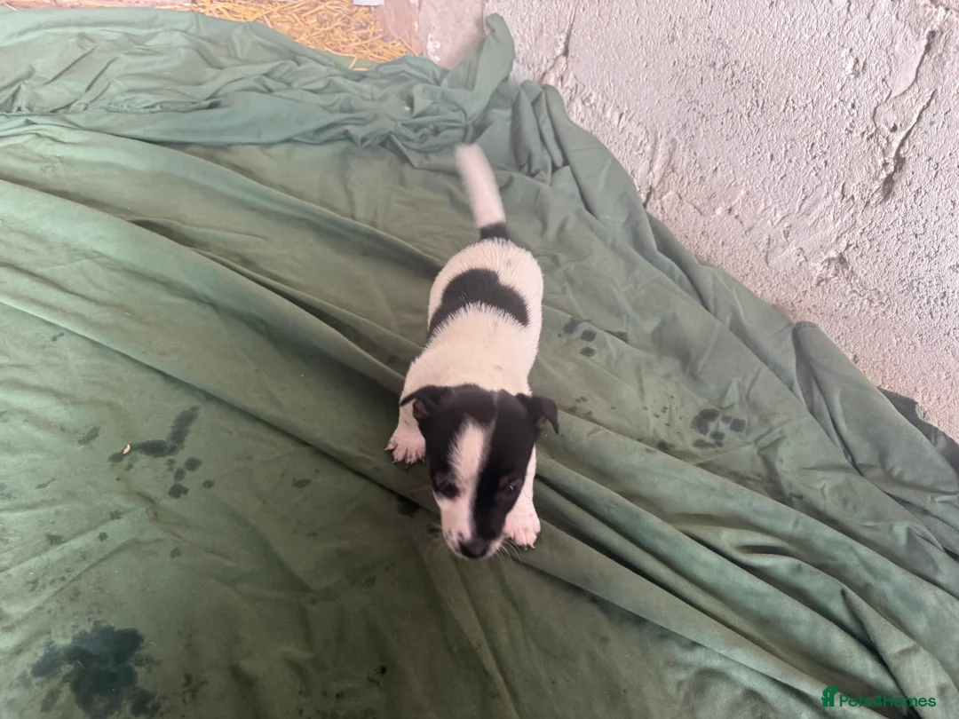Jack Russell dogs for sale: Jack Russell puppies ready now small short legged - Advert 2