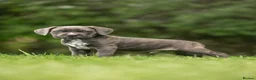 Cane Corso dogs for sale: 5 Towns Italian cane corso spring litter  - Advert 2