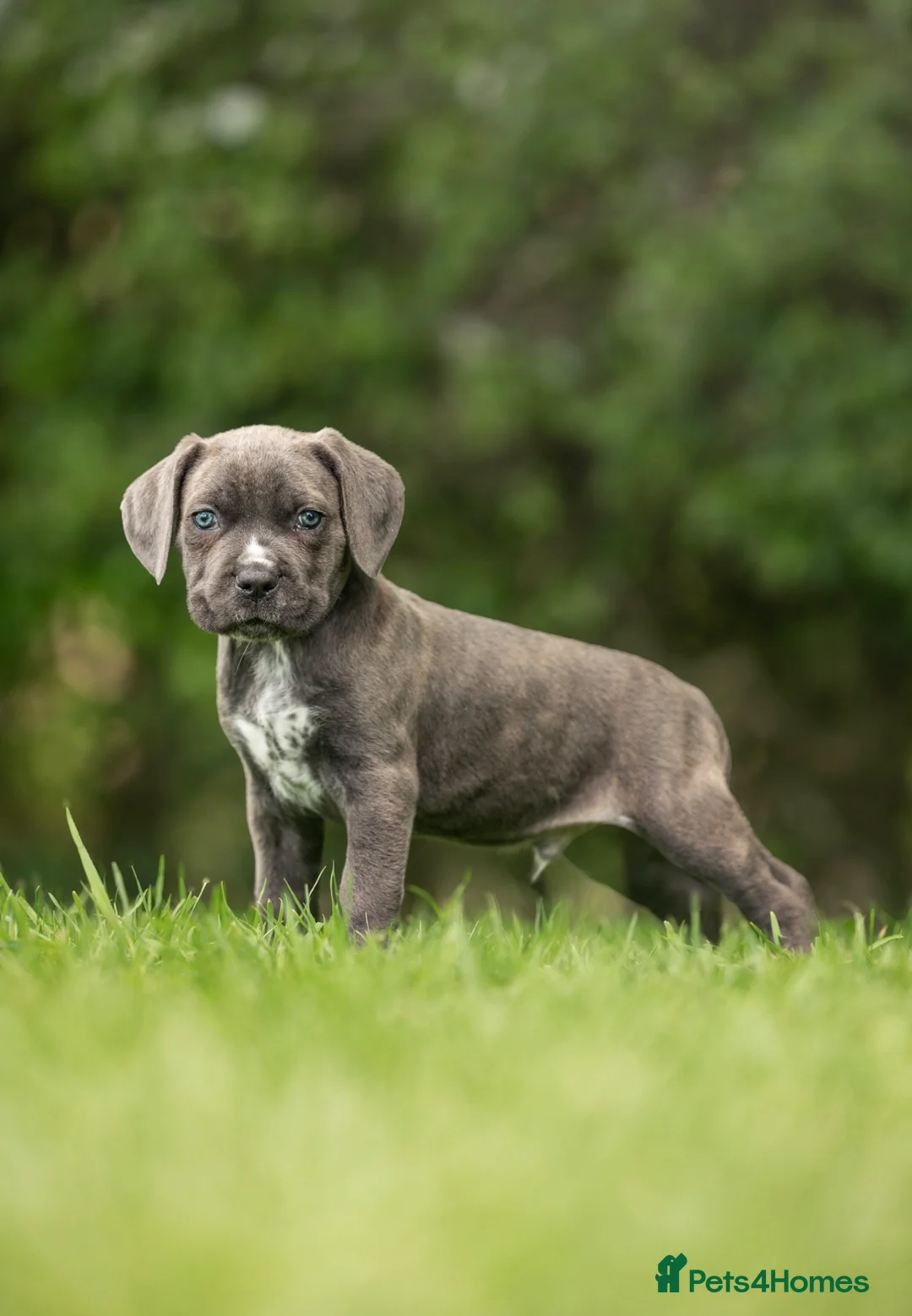 Cane Corso dogs for sale: 5 Towns Italian cane corso spring litter  - Advert 2