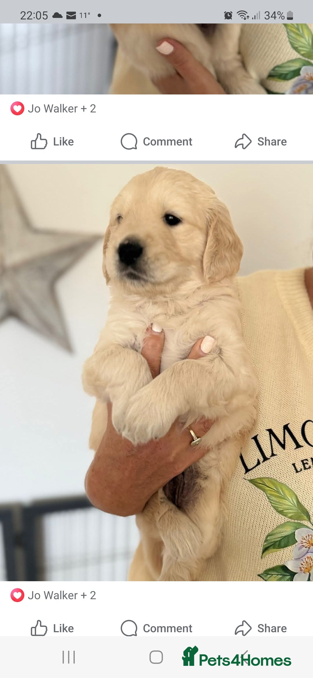 Golden Retriever dogs for sale: Stunning golden retriever babies - Image 31