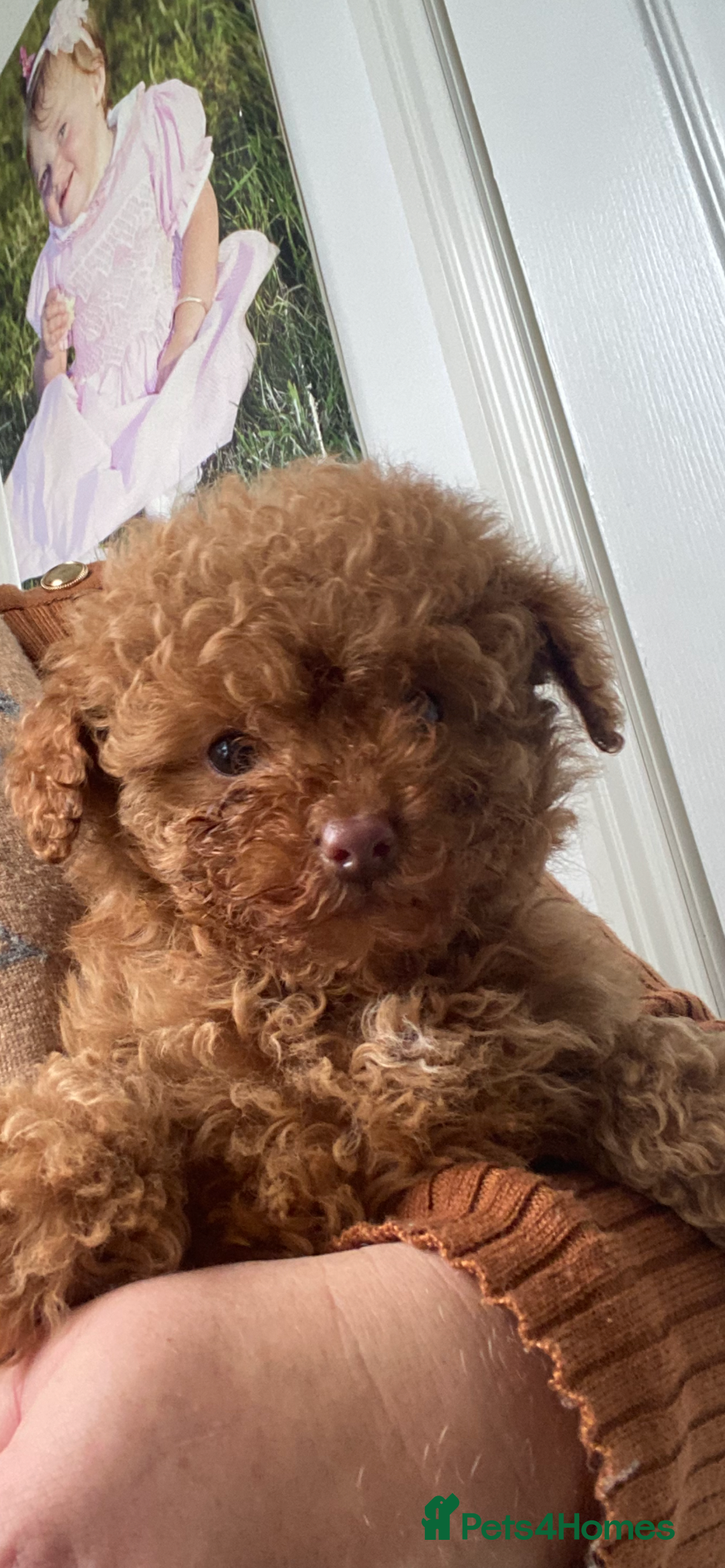 Toy Poodle dogs for sale: Toy poodle puppies  - Advert 22