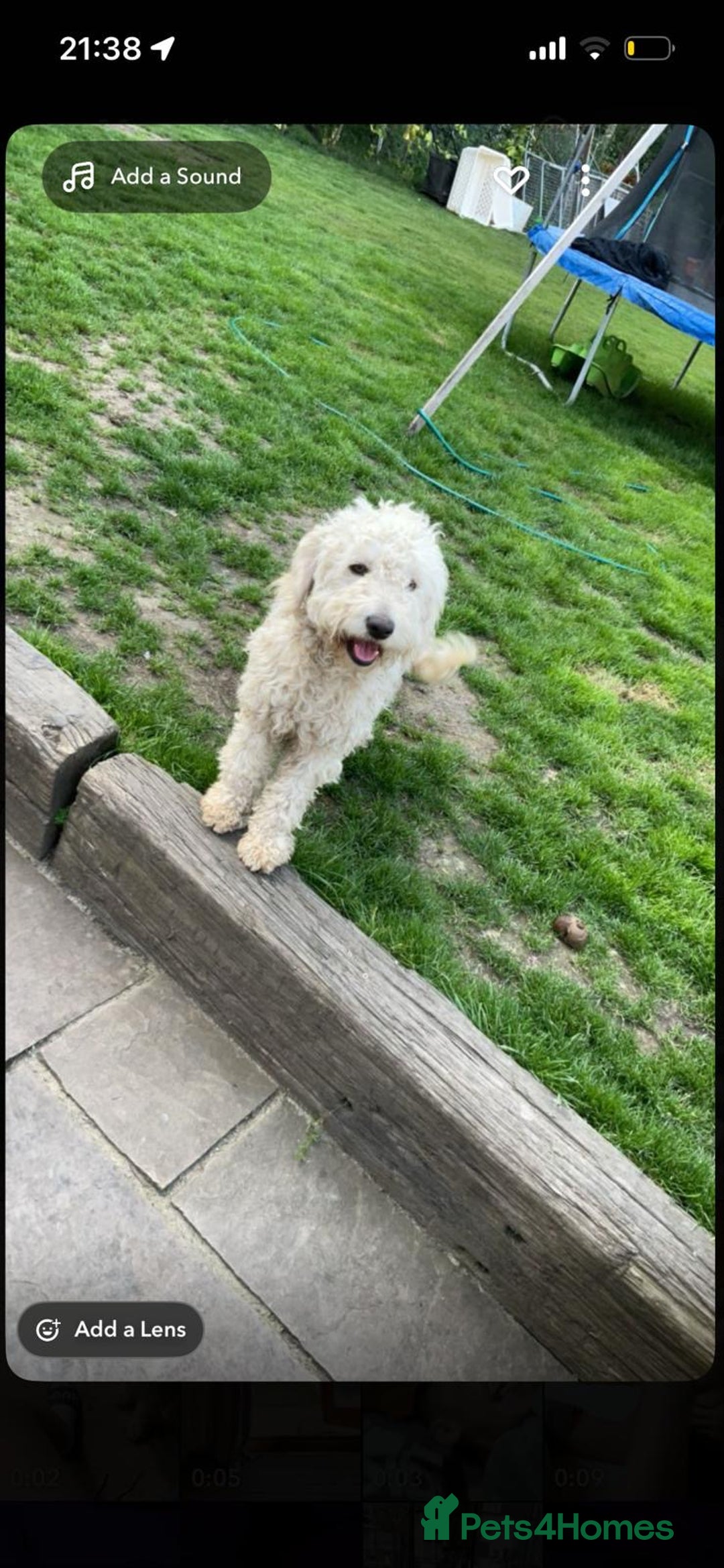 Cockapoo dogs for stud: Proven Beautiful bear up for stud  - Advert 4