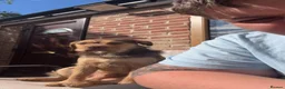 Mixed Breed dogs for sale: Beautiful mix bread - Advert 2