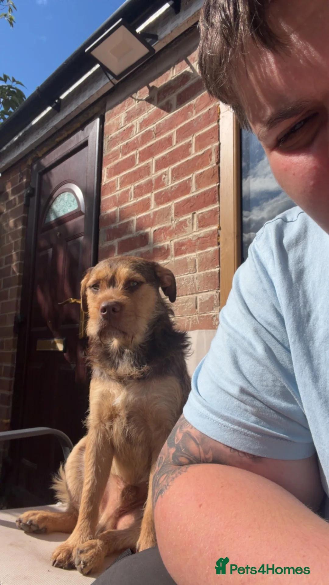 Mixed Breed dogs for sale: Beautiful mix bread - Advert 2