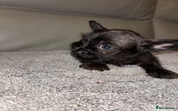 Mixed Breed dogs for sale: Rare Frenchie and Yorkie Mix litter - Image 23