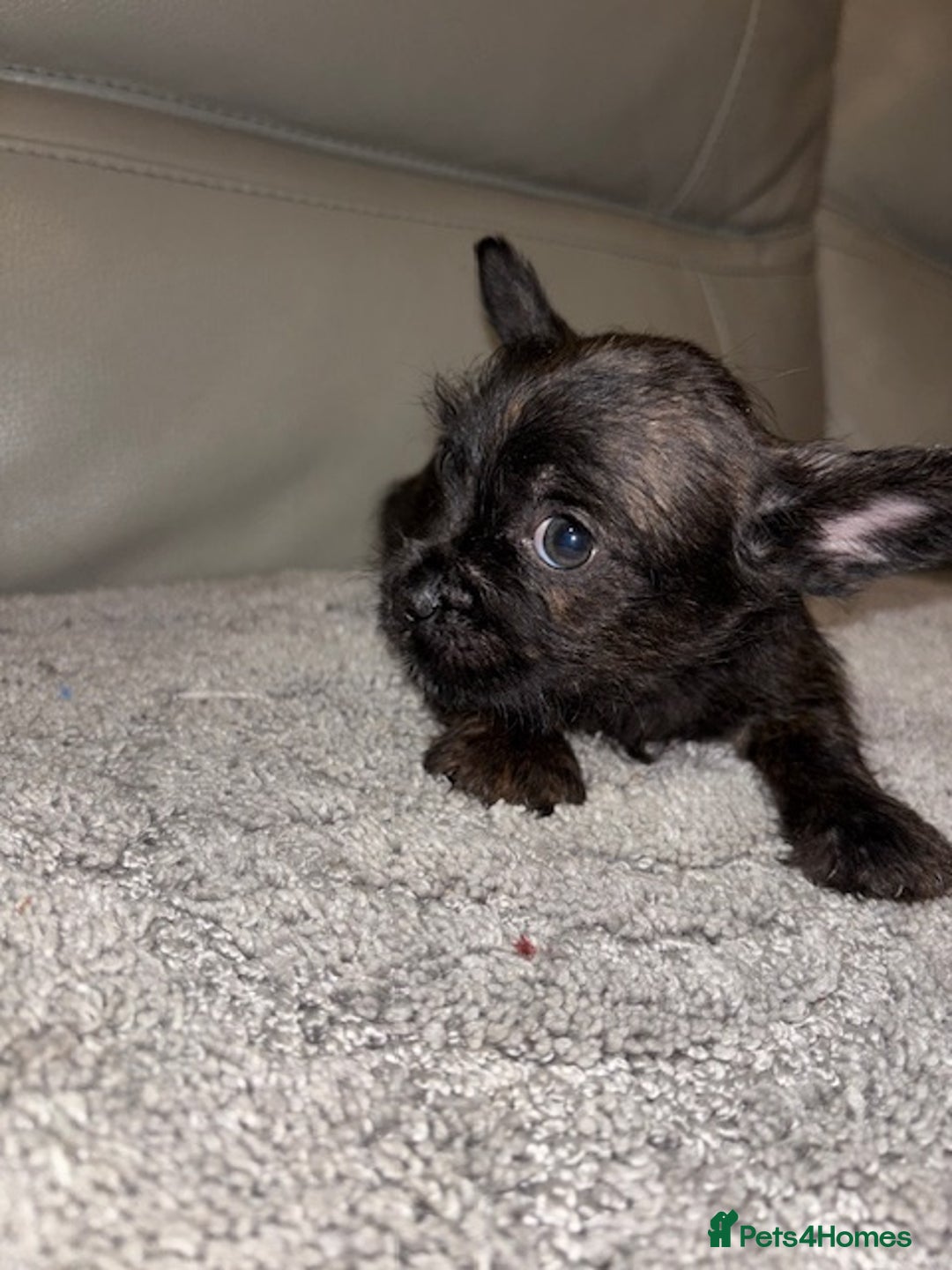Mixed Breed dogs for sale: Rare Frenchie and Yorkie Mix litter - Image 23