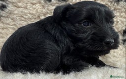 Miniature Schnauzer dogs for sale: Miniature schnauzers pups - Image 10