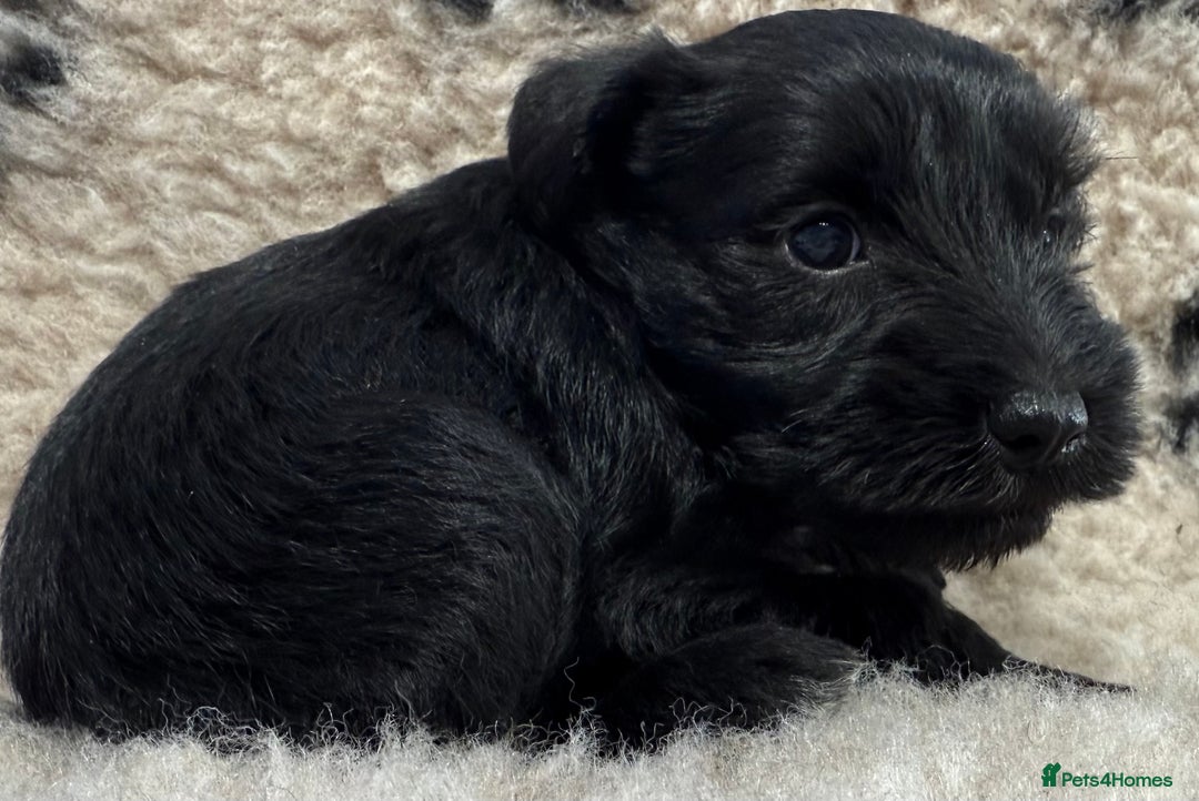 Miniature Schnauzer dogs for sale: Miniature schnauzers pups - Image 10