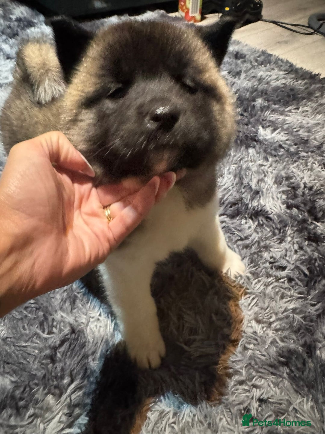 Akita dogs for sale: Bear faced American akitas puppies  - Advert 38