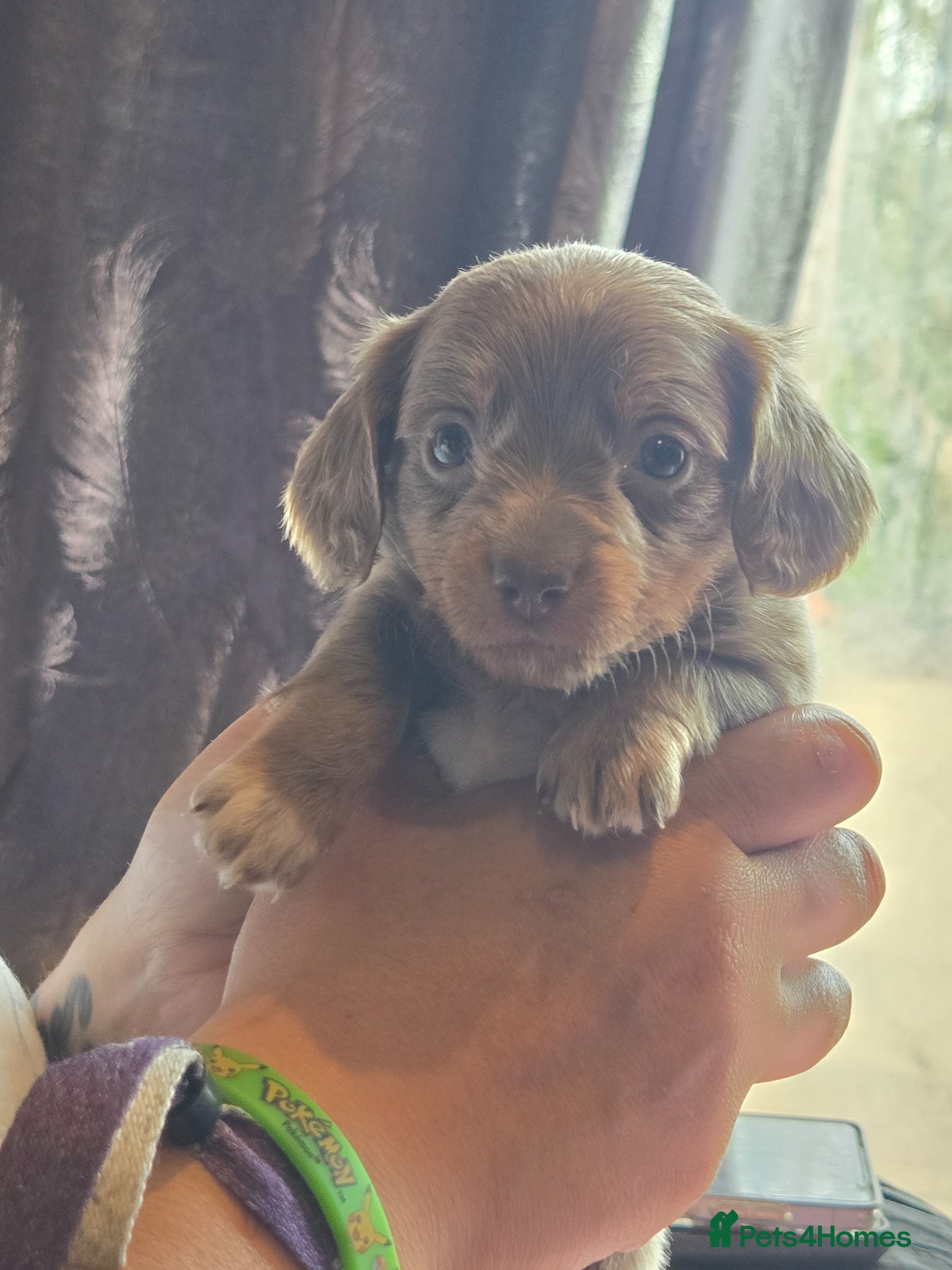 Dachshund Puppy 5