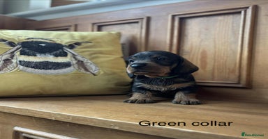 Dachshund dogs - Advert 10