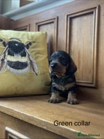 Dachshund dogs - Advert 2