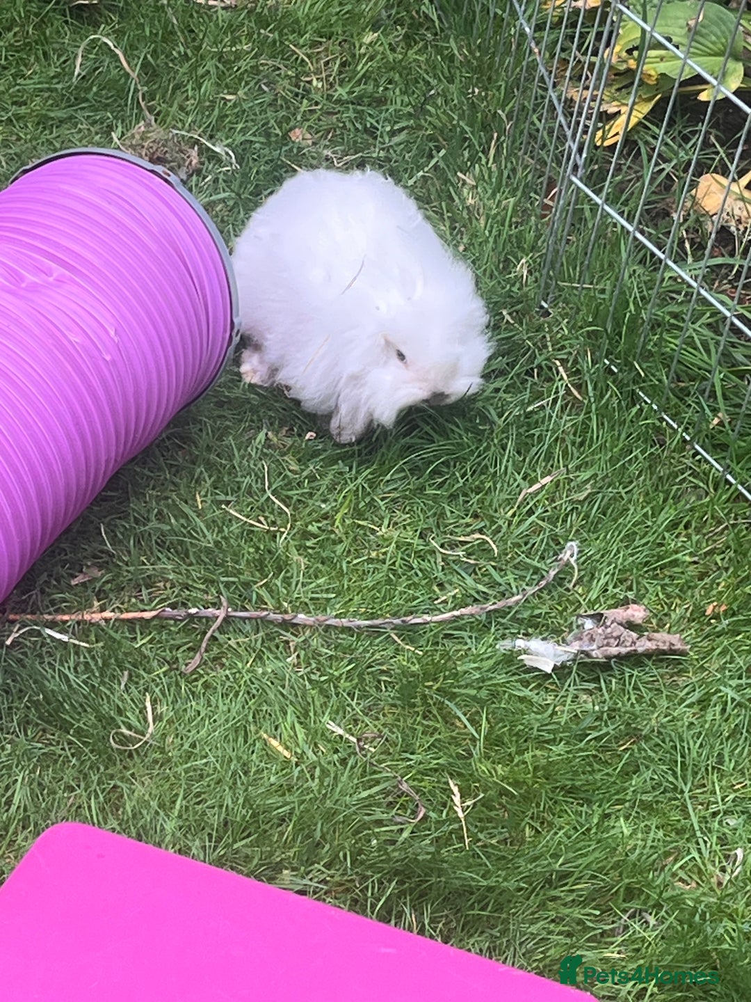 Mini Lion Lop rabbits for sale: Beautiful baby mini lion lops READY NOW - Advert 18