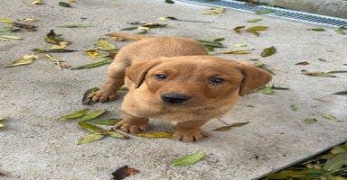 Labrador Retriever dogs - Advert 12