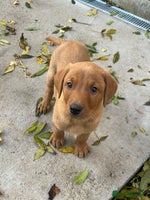 Labrador Retriever dogs - Advert 12