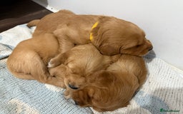 Golden Retriever dogs for sale: Dark Red Golden Retriever Pups  - Image 30