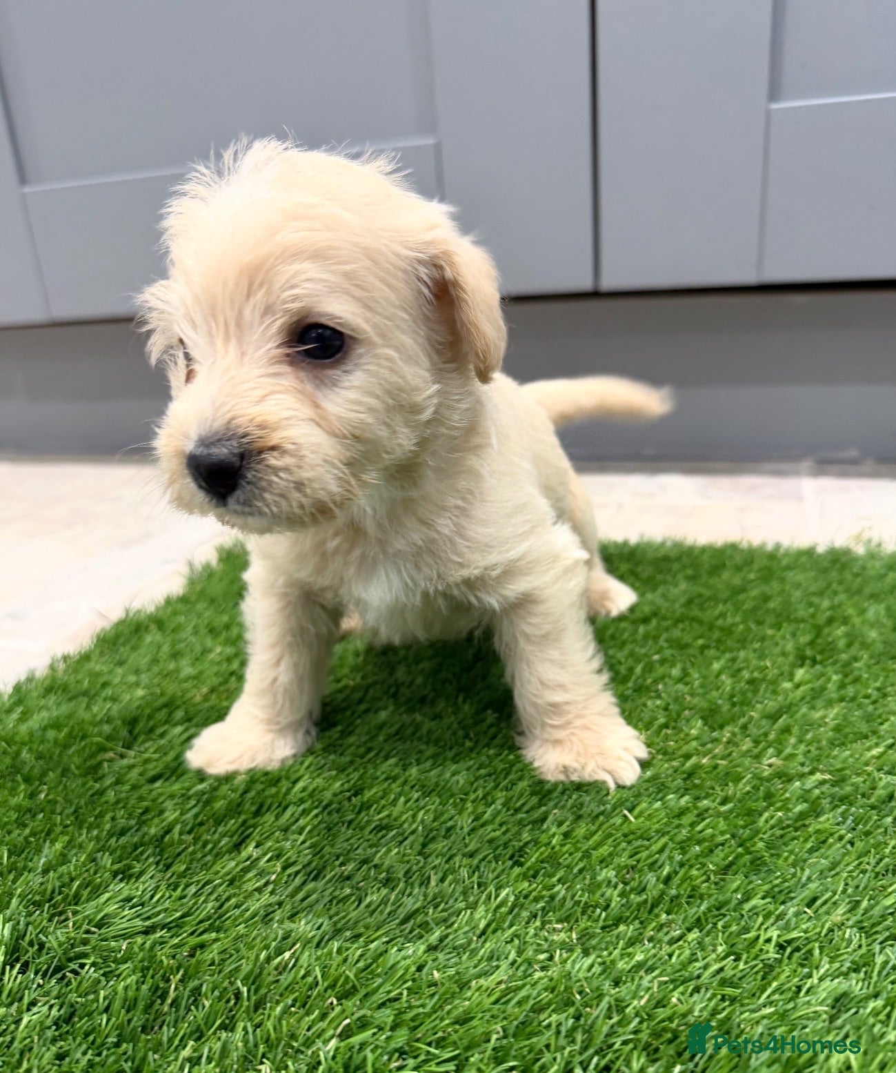 Westiepoo dogs Stunning Westiepoo’s From Health Tested Parents 🧬 - Advert 2
