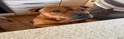 Staffordshire Bull Terrier dogs for sale: Stunning KC Red Staffordshire Bull Terrier (male) in Chesterfield - Advert 5