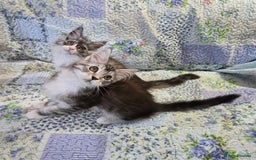 Maine Coon cats for sale: Beautiful playful Maine Coon kittens  - Image 16
