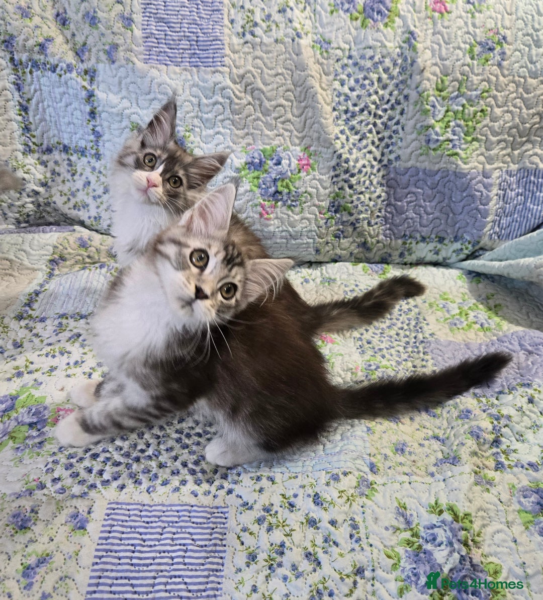 Maine Coon cats for sale: Beautiful playful Maine Coon kittens  - Image 16